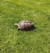Sulcata : Young approx 3 years old (Shellington)